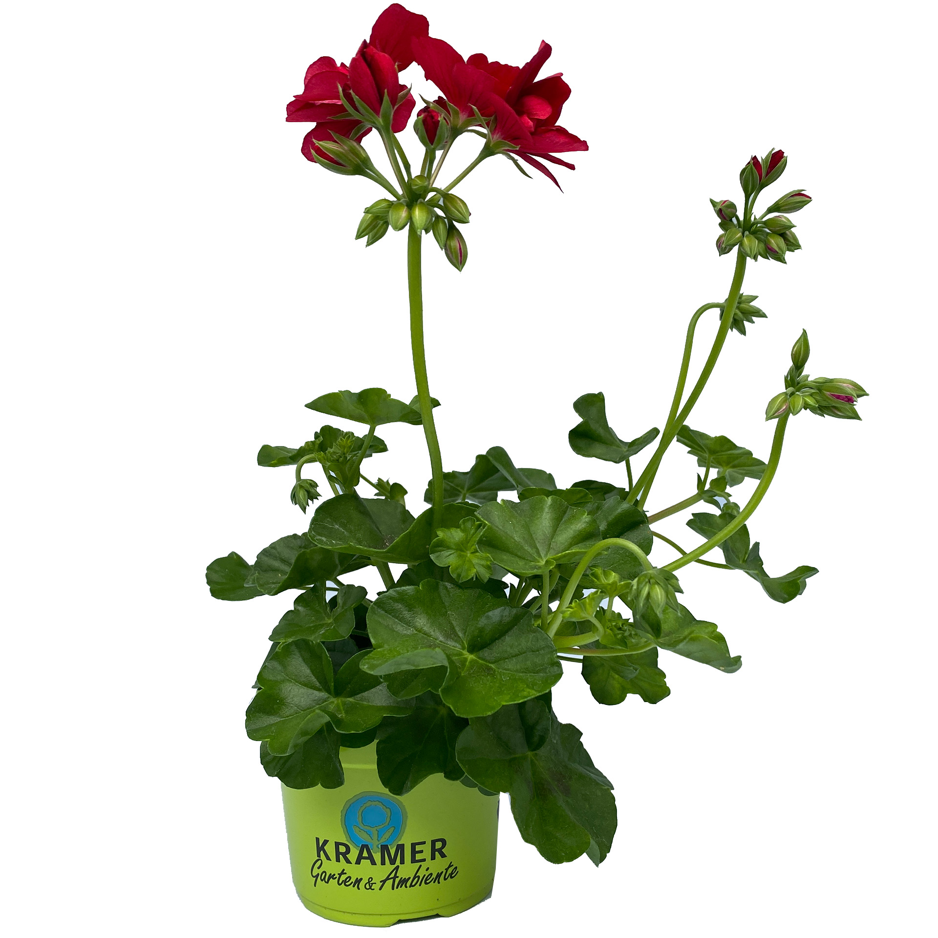 Geranie hängend 'Sunflair Ruben' Pelargonium peltatum